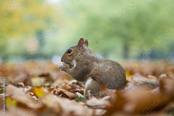Fototapeta Squirrel eating a peanut