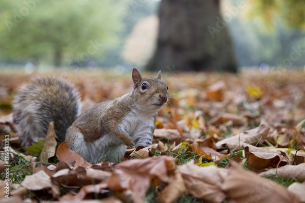 Fototapeta Squirrel