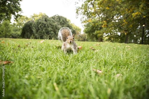 Fototapeta Squirrel
