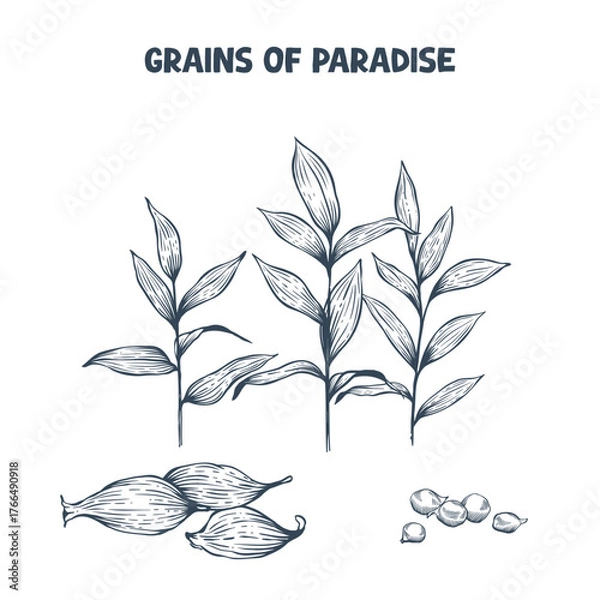 Fototapeta Handdrawn grains of paradise (alligator pepper) plant with pods. Vector illustration in engraving style
