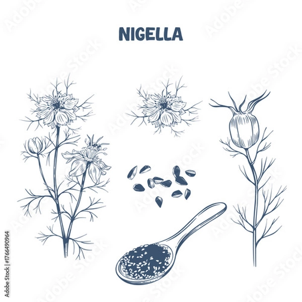 Obraz Hand drawn botanical illustration of Nigella seeds , flower and plant in engraving style
