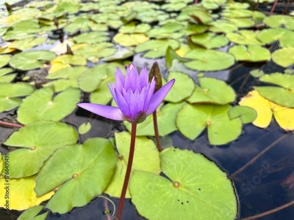 Fototapeta Zen with waterlily in the pond
