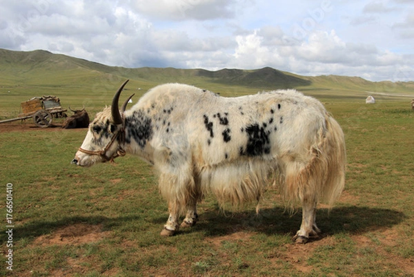Fototapeta Yaks are kept in Mongolia both for riding and for meat. A yak stands guard in an area where nomad tents are located.