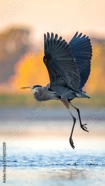 Obraz Heron taking flight over tranquil water with wings outstretched