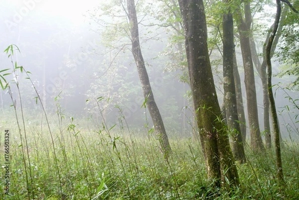 Fototapeta 霧に包まれる森