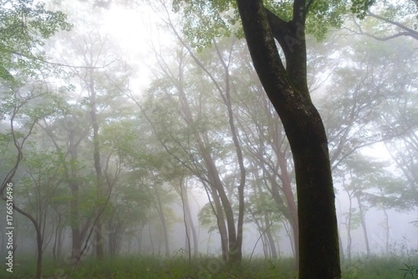 Fototapeta 霧に包まれる森