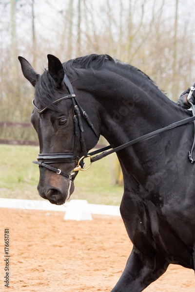 Fototapeta Portrait of dressage horse in the arena