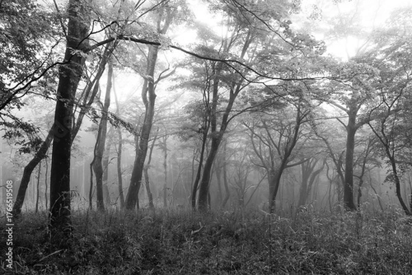 Fototapeta 霧に包まれる森