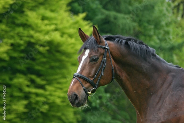 Obraz warmbluthengst