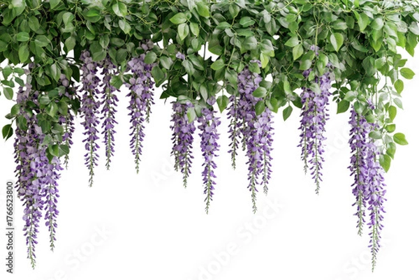 Obraz Cascading purple wisteria flowers hanging down isolated on transparent background. Wisteria garland hanging on the wall purple flowers with green leaves isolated on white background.