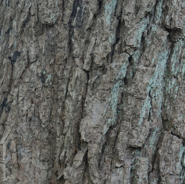 Obraz grobe Baumrinde, Hintergrund