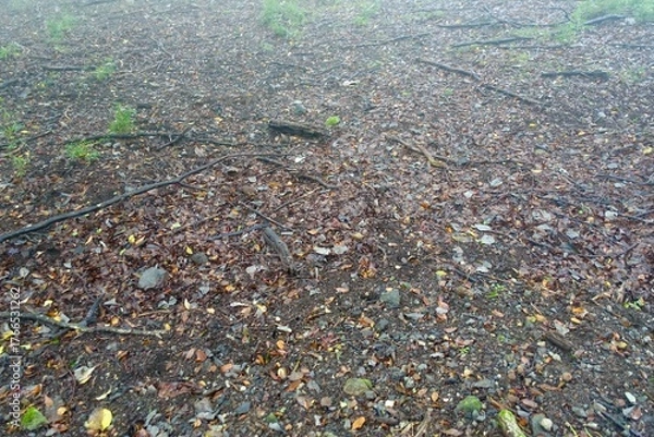 Fototapeta 落葉の絨毯が広がる森