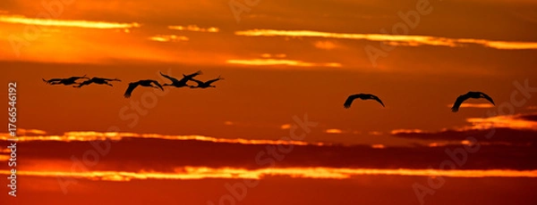 Fototapeta migrating cranes // Kraniche auf dem Vogelzug (Grus grus)