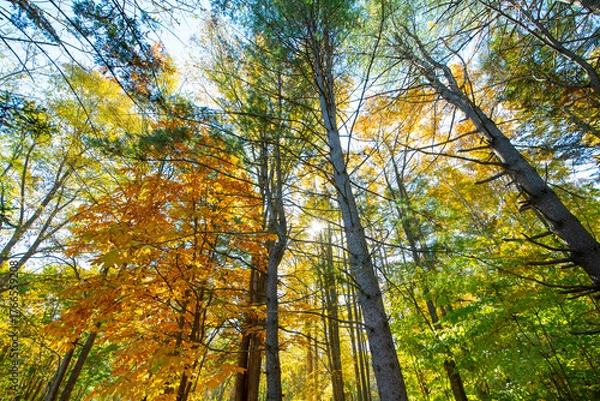 Obraz 北海道の紅葉