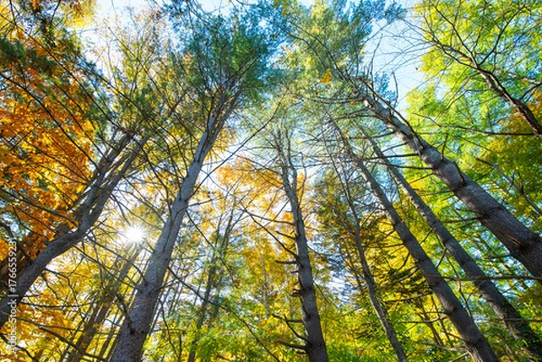 Obraz 北海道の紅葉