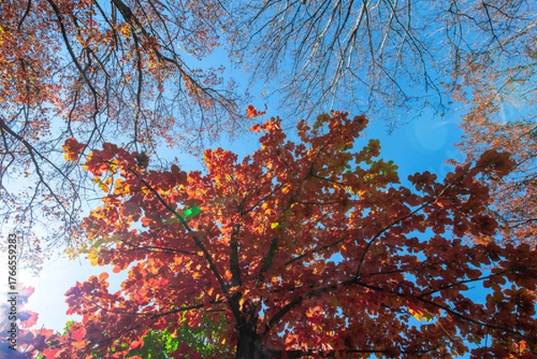 Obraz 北海道の紅葉