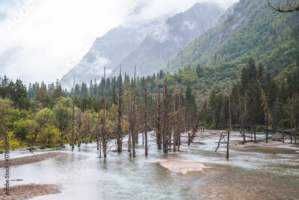 Fototapeta Beautiful view dead wood beach and mountain in Changping valley near Siguniang mountain in Sichuan province, China, color effect, low key and soft focus.