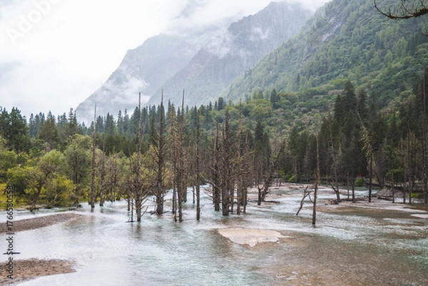 Fototapeta Beautiful view dead wood beach and mountain in Changping valley near Siguniang mountain in Sichuan province, China, color effect, low key and soft focus.