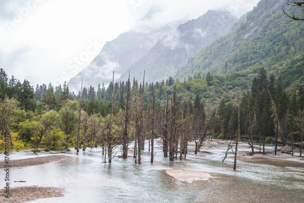 Fototapeta Beautiful view dead wood beach and mountain in Changping valley near Siguniang mountain in Sichuan province, China, color effect, low key and soft focus.