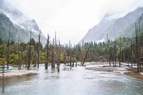 Obraz Beautiful view dead wood beach and mountain in Changping valley near Siguniang mountain in Sichuan province, China, color effect, low key and soft focus.
