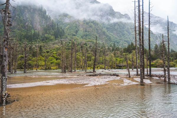 Fototapeta Beautiful view dead wood beach and mountain in Changping valley near Siguniang mountain in Sichuan province, China, color effect, low key and soft focus.