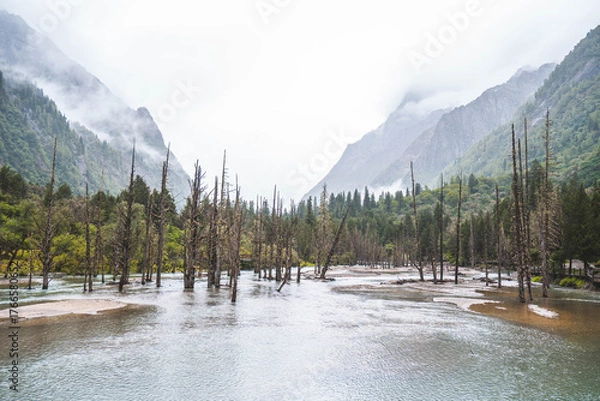 Obraz Beautiful view dead wood beach and mountain in Changping valley near Siguniang mountain in Sichuan province, China, color effect, low key and soft focus.