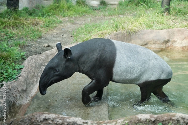 Obraz マレーバク