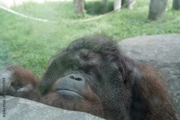 Obraz オラウータン