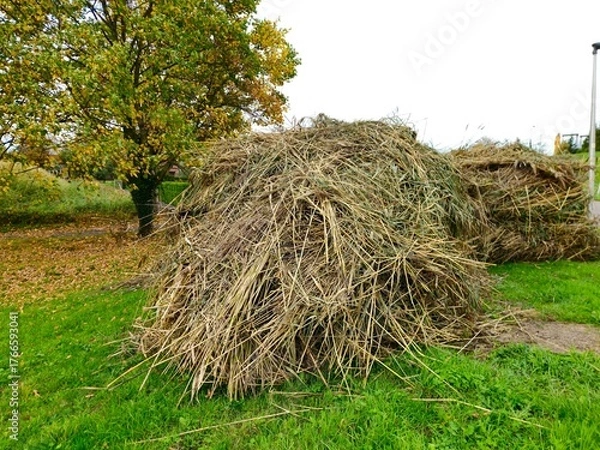 Obraz Haystacks, the harvest leftovers at the paddy field. Haystacks lie on a green lawn near bushes. Very large stack of dried reeds in a meadow.