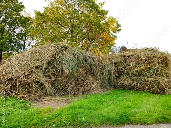 Obraz Haystacks, the harvest leftovers at the paddy field. Haystacks lie on a green lawn near bushes. Very large stack of dried reeds in a meadow.