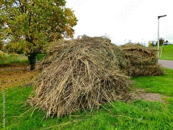 Obraz Haystacks, the harvest leftovers at the paddy field. Haystacks lie on a green lawn near bushes. Very large stack of dried reeds in a meadow.