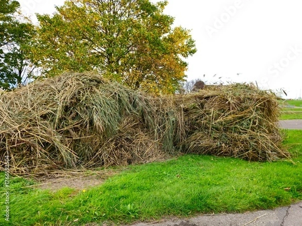 Obraz Haystacks, the harvest leftovers at the paddy field. Haystacks lie on a green lawn near bushes. Very large stack of dried reeds in a meadow.