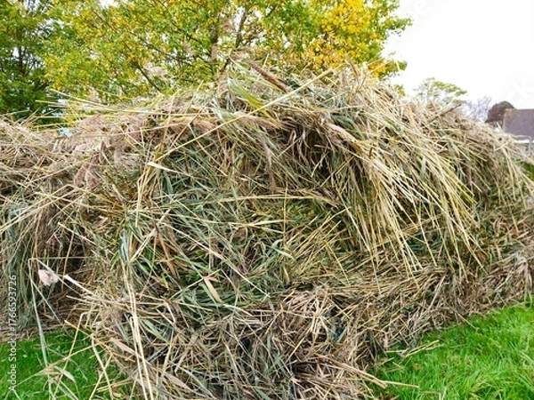 Obraz Haystacks, the harvest leftovers at the paddy field. Haystacks lie on a green lawn near bushes. Very large stack of dried reeds in a meadow.