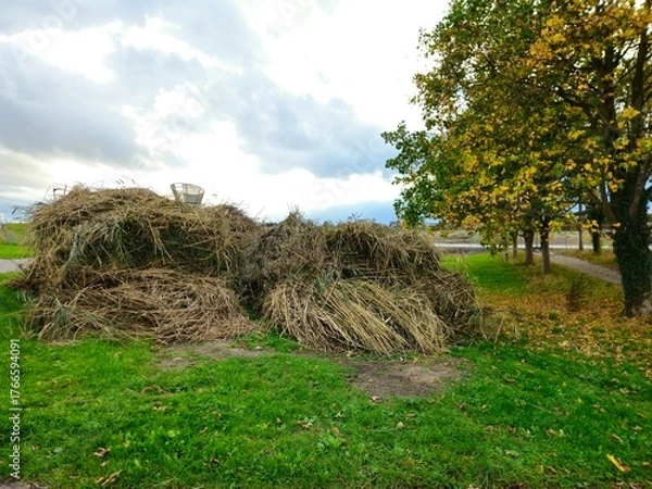 Obraz Haystacks, the harvest leftovers at the paddy field. Haystacks lie on a green lawn near bushes. Very large stack of dried reeds in a meadow.