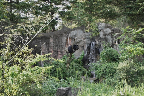 Obraz ツキノワグマ