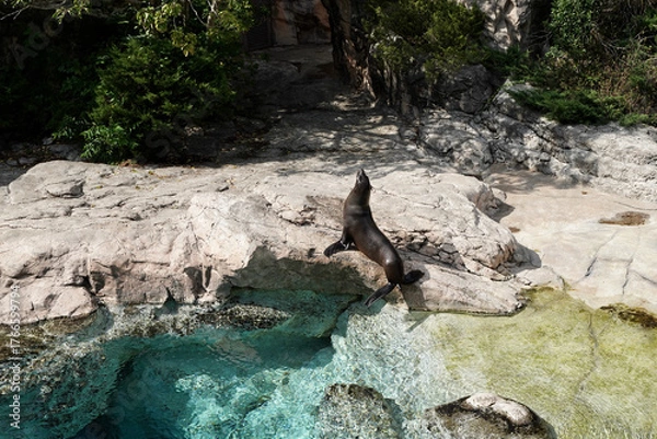 Obraz ミナミアフリカオットセイ