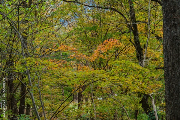Obraz 北海道の紅葉
