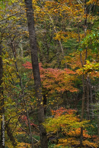 Obraz 北海道の紅葉