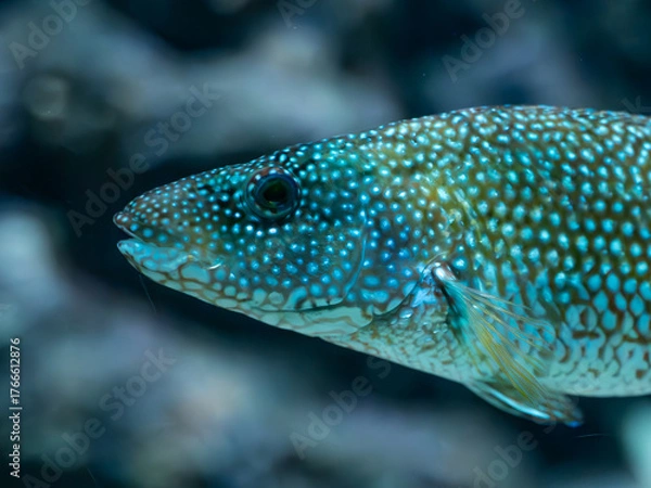 Obraz fish in aquarium