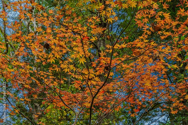 Fototapeta 北海道の紅葉