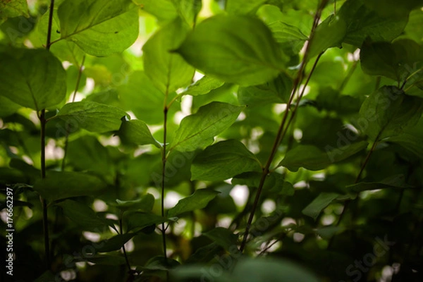 Obraz green background