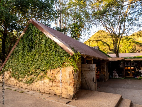 Fototapeta Catclaw vine a high-climbing woody vine attach to buildings