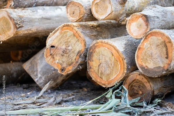 Fototapeta Stacked logs with numbered markings symbolizing the timber industry and deforestation impact. Concept of wood production, sustainable forestry, and environmental conservation awareness