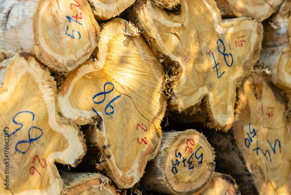 Fototapeta Stacked logs with numbered markings symbolizing the timber industry and deforestation impact. Concept of wood production, sustainable forestry, and environmental conservation awareness