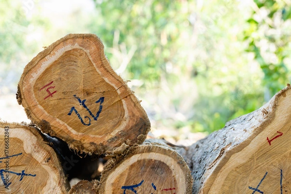 Fototapeta Stacked logs with numbered markings symbolizing the timber industry and deforestation impact. Concept of wood production, sustainable forestry, and environmental conservation awareness