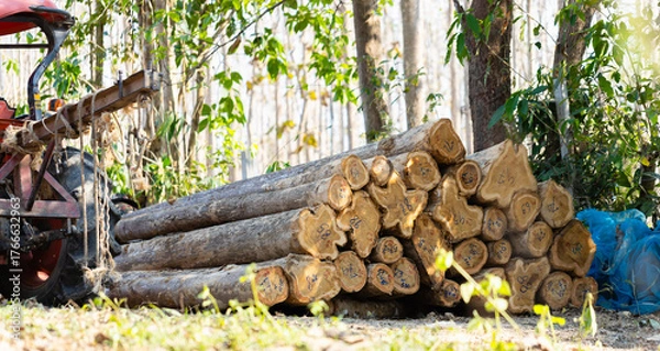 Fototapeta Stacked logs with numbered markings symbolizing the timber industry and deforestation impact. Concept of wood production, sustainable forestry, and environmental conservation awareness
