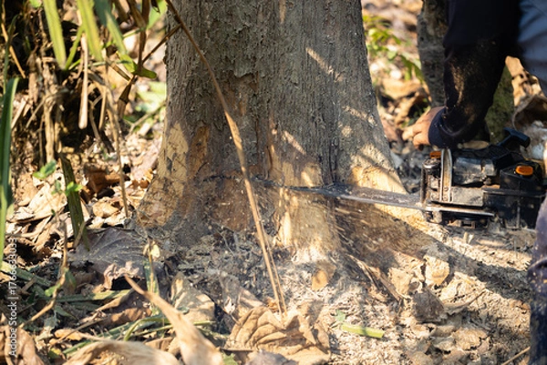 Fototapeta Worker cutting down a large tree with a chainsaw in the forest, representing logging, deforestation, and environmental exploitation. Concept of forestry, wood industry, and sustainability awareness