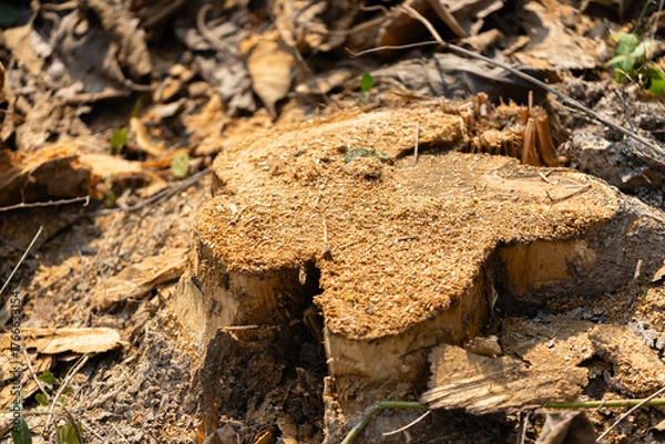 Fototapeta Concept of logging, environmental destruction, and forest conservation awareness for sustainability, Tree stump and fallen branches on dry forest ground showing the impact of deforestation