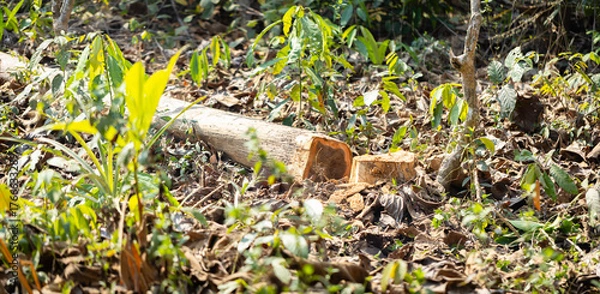 Fototapeta Concept of logging, environmental destruction, and forest conservation awareness for sustainability, Tree stump and fallen branches on dry forest ground showing the impact of deforestation