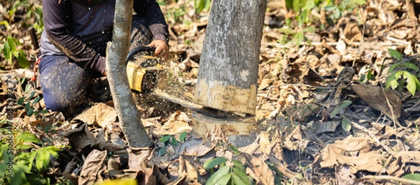 Fototapeta Worker cutting down a large tree with a chainsaw in the forest, representing logging, deforestation, and environmental exploitation. Concept of forestry, wood industry, and sustainability awareness